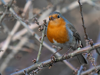 Fototapeta premium Close-up photograph of a European robin perched on a branch with soft natural background showing vibrant orange breast and fine feather detail