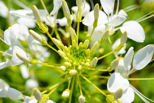 White cleome flower macro garden blossom, Spider flower cleome bloom botanical close up, Cleome hassleriana white flower garden plant