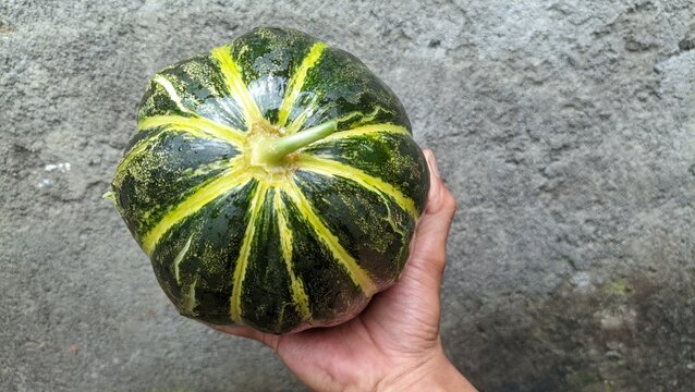 Hand holding a fresh blewah, cantaloupe, or Cucumis melo a type of melon in Indonesia. It has a firm, dark green skin with yellow or orange stripes