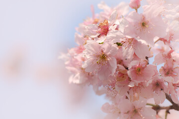 Close-up of Someiyoshino Cherry Blossom (Sakura) with blur background in spring.