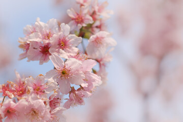 Close-up of Someiyoshino Cherry Blossom (Sakura) with blur background in spring.