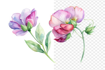 Delicate Sweet Pea Watercolor Bloom, Romantic Garden Botanical Illustration Isolated on White