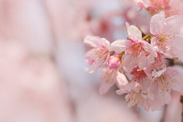 Obraz premium Close-up of Someiyoshino Cherry Blossom (Sakura) with blur background in spring.