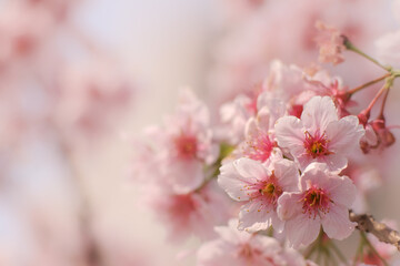 Close-up of Someiyoshino Cherry Blossom (Sakura) with blur background in spring.