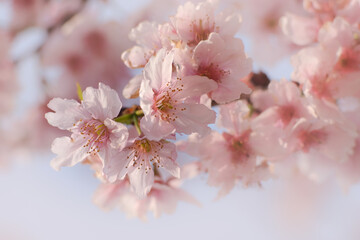 Close-up of Someiyoshino Cherry Blossom (Sakura) with blur background in spring.