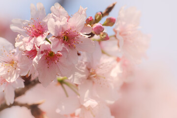 Fototapeta premium Close-up of Someiyoshino Cherry Blossom (Sakura) with blur background in spring.