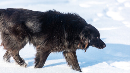 A black dog is walking in the snow