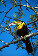 Keel-billed toucan - Ramphastos sulfuratus