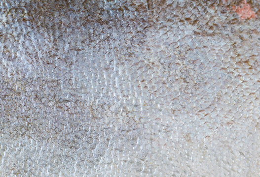 Fish skin with scales as an abstract background. Texture