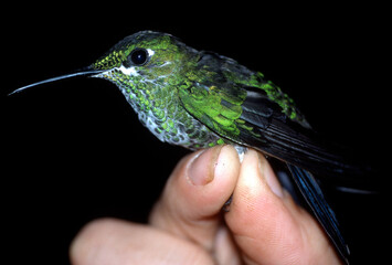 Fototapeta premium A female green-crowned brilliant, Heliodoxa jacula, being banded by an ornithologist