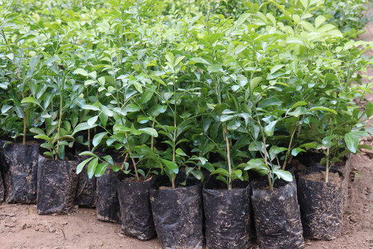 orange jasmine, Murraya paniculata, china box, cosmetic barktree, mock orange flower plant