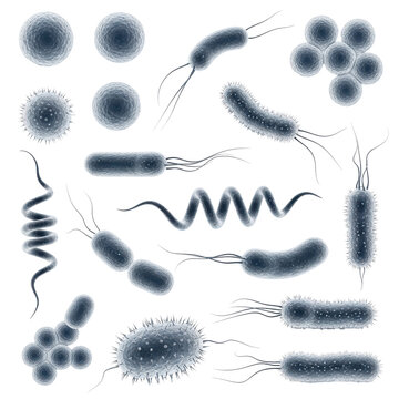 Diverse Bacteria Microbes Microscopic Organisms Collection