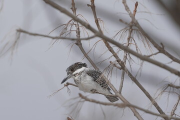 木の枝に止まるヤマセミ