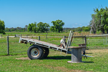 Goat on a trailer on a farm 