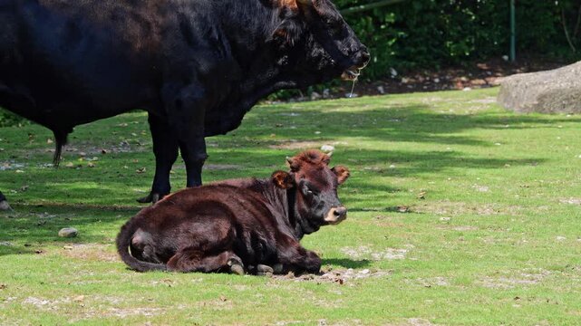 Family of Aurochs, Heck cattle, Bos primigenius taurus, claimed to resemble the extinct aurochs. Domestic highland cattle