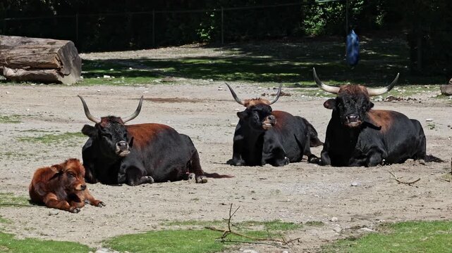 Family of Aurochs, Heck cattle, Bos primigenius taurus, claimed to resemble the extinct aurochs. Domestic highland cattle