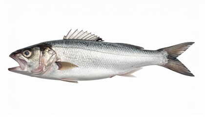 Fototapeta premium Silver Fish Isolated on White Background - A Detailed Studio Shot.