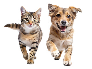 cat  and a dog running and playing together friend isolated on white background  .PNG, AI Generated.