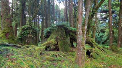 Pig Shaped Old Stump in Alishan National Forest Taiwan