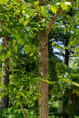 Obraz premium Ulmus minor or field elm tree trunk with textured bark, surrounded by vibrant green leaves. Scene is set in lush, verdant environment with various plants and trees in Riviera Park in Sochi