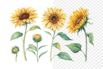 Fototapeta premium set of Watercolor Sunflower Illustration, Bright Floral Artwork, vector isolated on white background