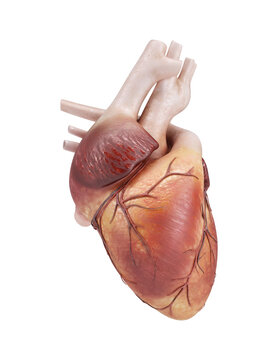 3D Realistic Human Heart Anatomy Model Isolated on Transparent Background