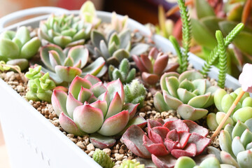 カラフルな多肉植物の寄せ植え