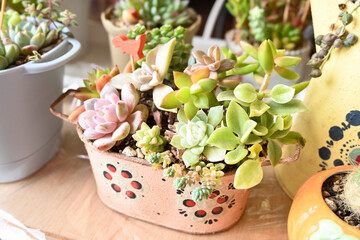 母の日に贈る多肉植物ギフト