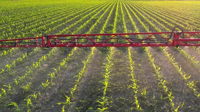 Aerial view of crop sprayer working on a corn field at sunset, slow motion. Spring day beautiful landscape, rural scene. Drone shot of spraying corn to the increase crop yield