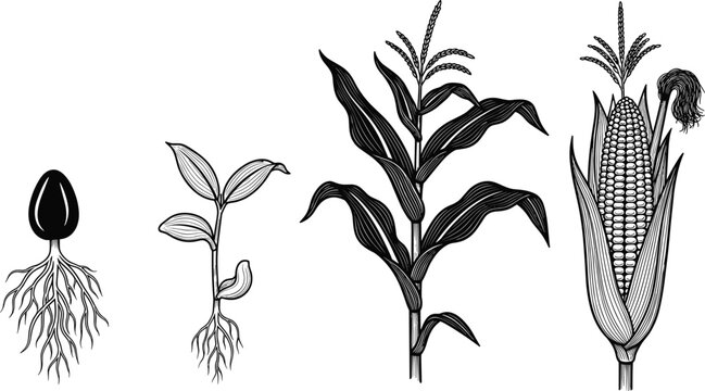 Engraved style illustration showing the life cycle and growth stages of a corn plant from seed with roots to seedling and mature maize ear