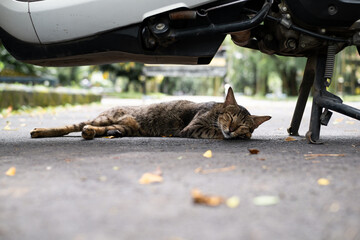 Obraz premium Tabby cat sleeps under a motorcycle parked on asphalt. Peaceful feline naps with eyes closed. Cozy domestic animal rests comfortably in sunlight. Cute pet enjoys quiet slumber outdoor.