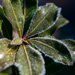 霜が降りたアセビの葉、馬酔木に降りた霜
Frost on Japanese Andromeda leaves