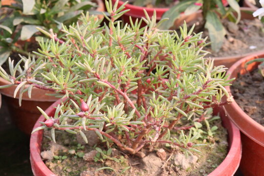 Portulaca grandiflora flower plant on bag