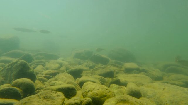 한국,강,물고기,물고기떼,납자루떼,납자루,하천,강,수중촬영,Korea, fish, herds of fish, naphirut, naphiru, naphiru, river, river, underwater shooting