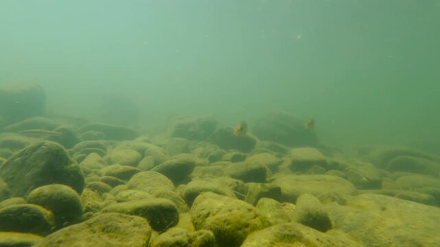한국,강,물고기,물고기떼,납자루떼,납자루,하천,강,수중촬영,Korea, fish, herds of fish, naphirut, naphiru, naphiru, river, river, underwater shooting