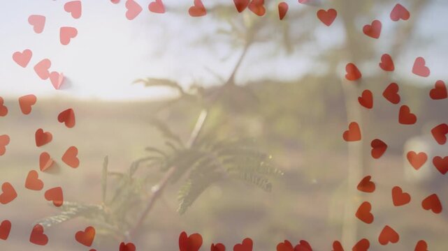 Slim plant branch drifting center breeze starting leaves swaying sun backlit hearts to frame scene