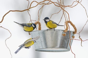 Beautiful winter scenery with great tits sitting in the bird feeder (Parus major) © Tunatura
