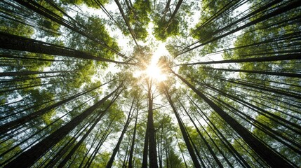 Sunlight filtering through a dense forest of tall trees creating a serene atmosphere.