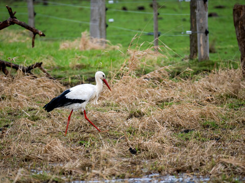 Wei&szlig;storch&nbsp;(Ciconia ciconia)    