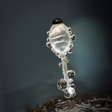 Pillenwerfer, Pilobolus