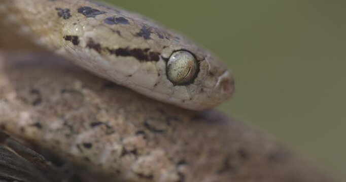 Extreme macro: Common Cat Snake eye moving in socket; detailed vertical pupil and scales.