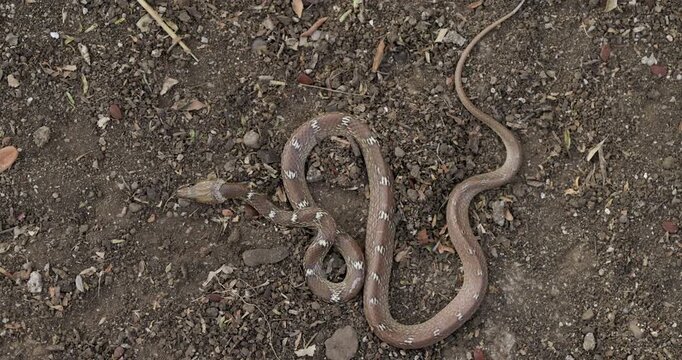Common Wolf snake perfectly camouflaged on brown soil, lying motionless