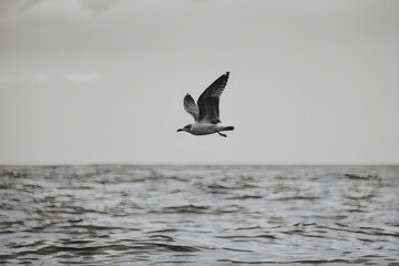 Bird flying over ocean water