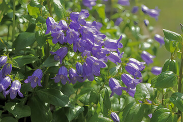 Beautiful purple flowers in full bloom