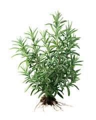 Fototapeta premium Fresh green rosemary plant isolated on white background for cooking and gardening