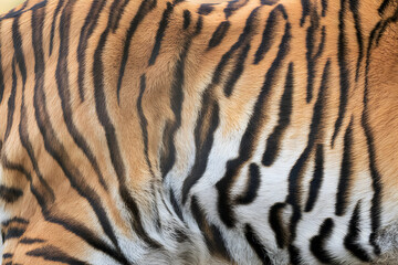 Close-up of tiger's fur pattern