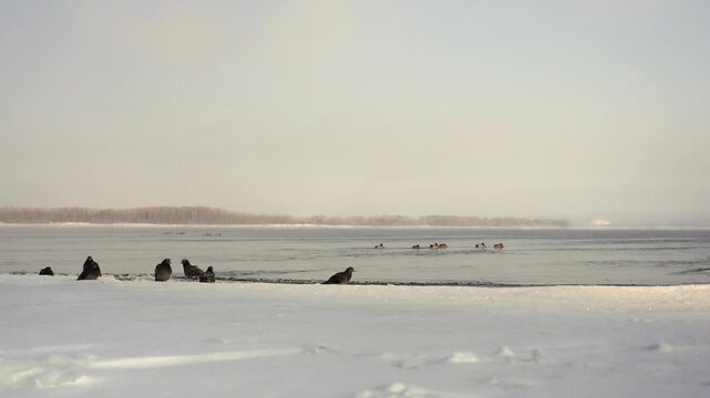 Ducks navigate the tranquil, partially frozen winter waters of a vast lake. They stand gracefully on the snowy shore and swim in pockets of open water, enveloped by the crisp, cold air.