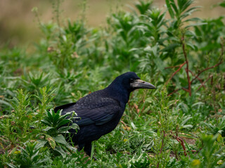 a black rook sits in the green grass. close-up