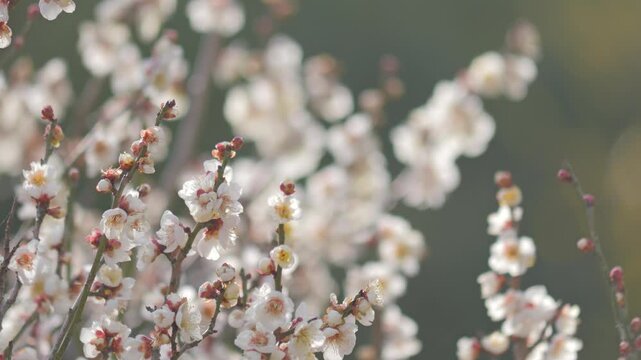 White Plum Blossoms Against Blue Sky in Spring &ndash; Soft Bokeh Close-Up (Shallow Depth of Field)