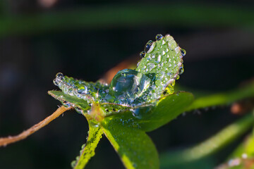 カタバミの葉に付着した霜と水滴、冬の朝の足元  / Frost and water droplets on Japanese wood sorrel leaves